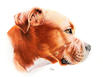 Dog in coloured pencil. A4 £100