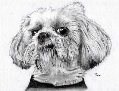 Dog in graphite pencil. A4 £100