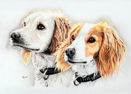 Dogs in coloured pencil. A4 £200