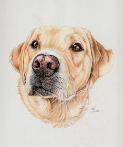 Dog in coloured pencil. A4 £100